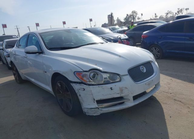 JAGUAR