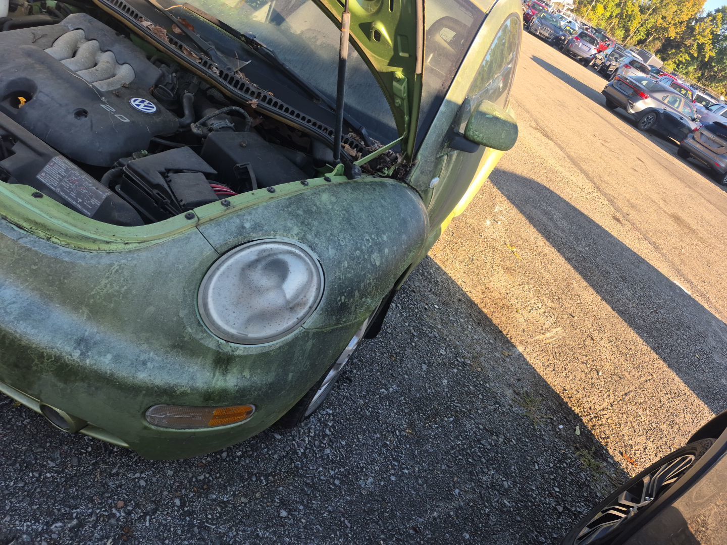 Volkswagen Beetle
