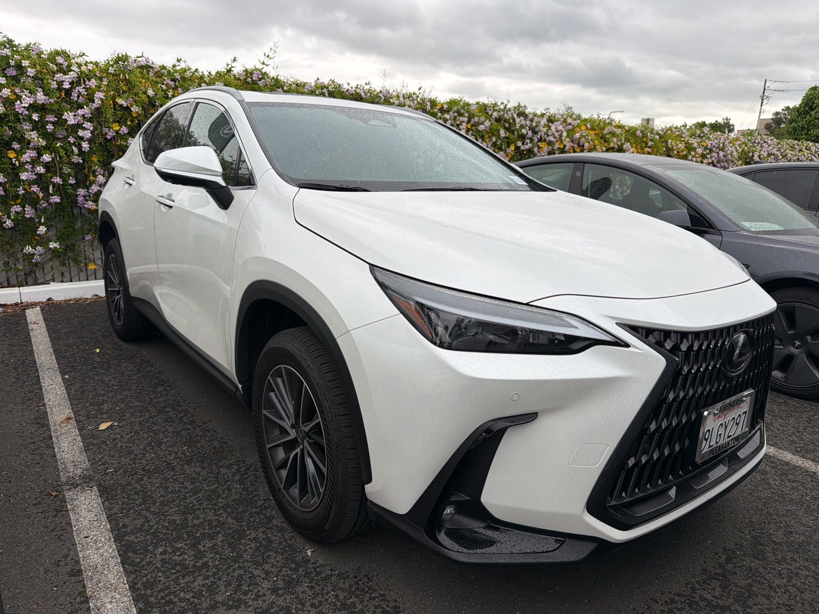 2024 LEXUS NX
