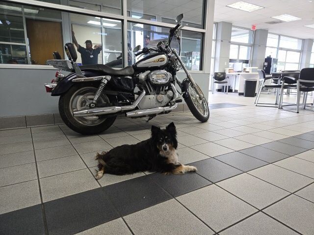 2009 HARLEY DAVIDSON Sportster 883 Custom